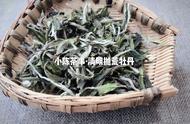 白茶春茶与秋茶：四大角度深度解析其差异！