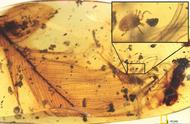 探索白垩纪：琥珀中的神秘秘密