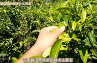 云南普洱茶秋茶：独特香气与珍贵特点全解析