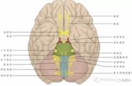脑神经解剖：彩图经典版深度解析