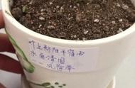 翡翠莲：美丽植物的养护秘籍