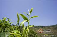 春茶、夏茶、秋茶的独特之处