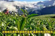 乌龙茶的香气之谜：揭秘茶知识