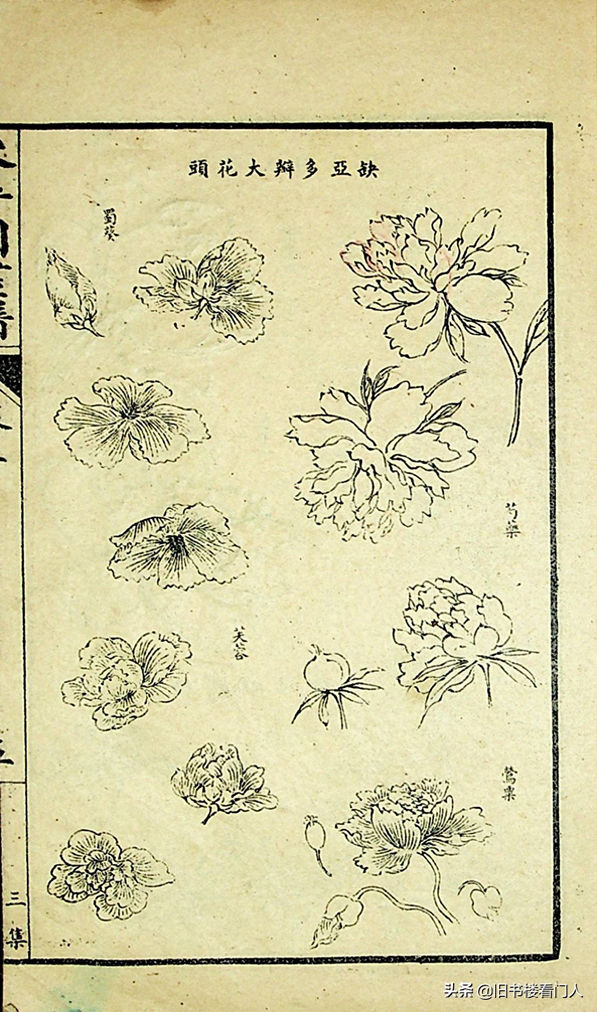 艺术类学画必修之书－《芥子园画谱·草虫花卉谱》