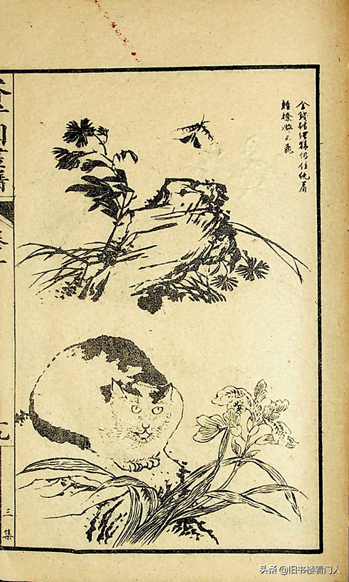 艺术类学画必修之书－《芥子园画谱·草虫花卉谱》