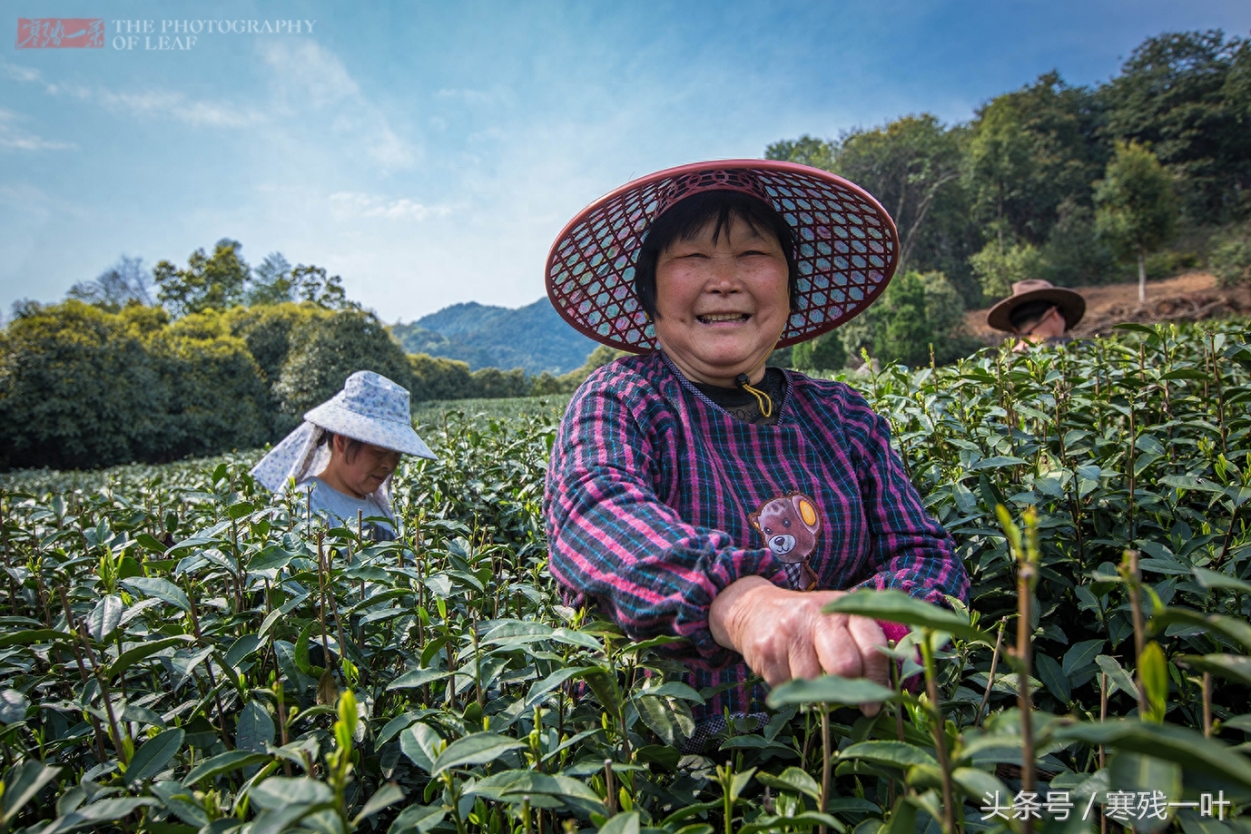 这才是真正的西湖龙井，景区买的是龙井茶，价格相差很多别被骗了