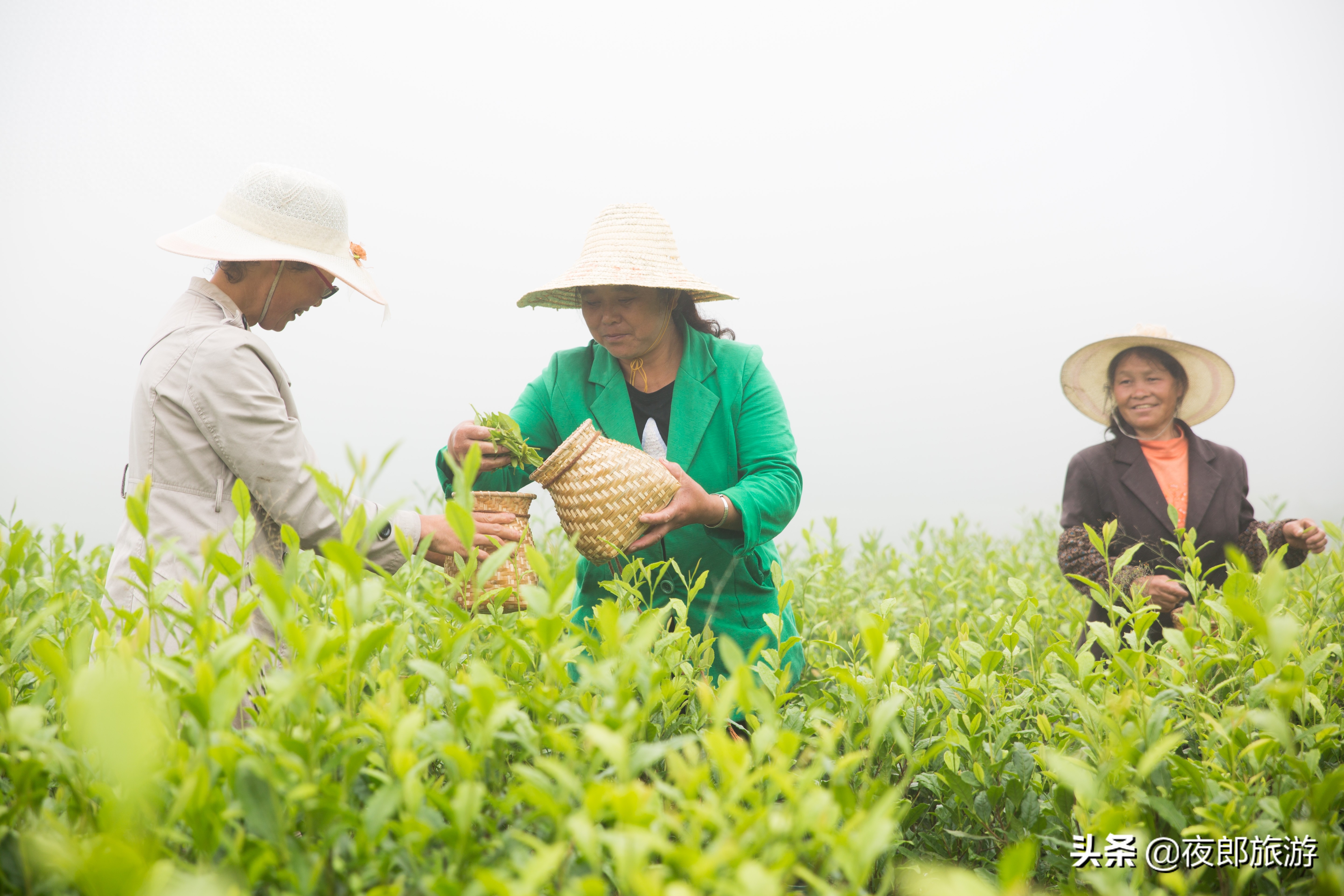 贵州大方：云山雾绕采夏茶