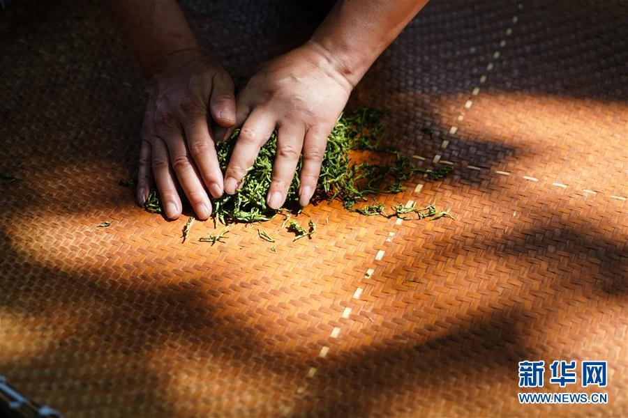 南京举行雨花茶手工炒制大赛