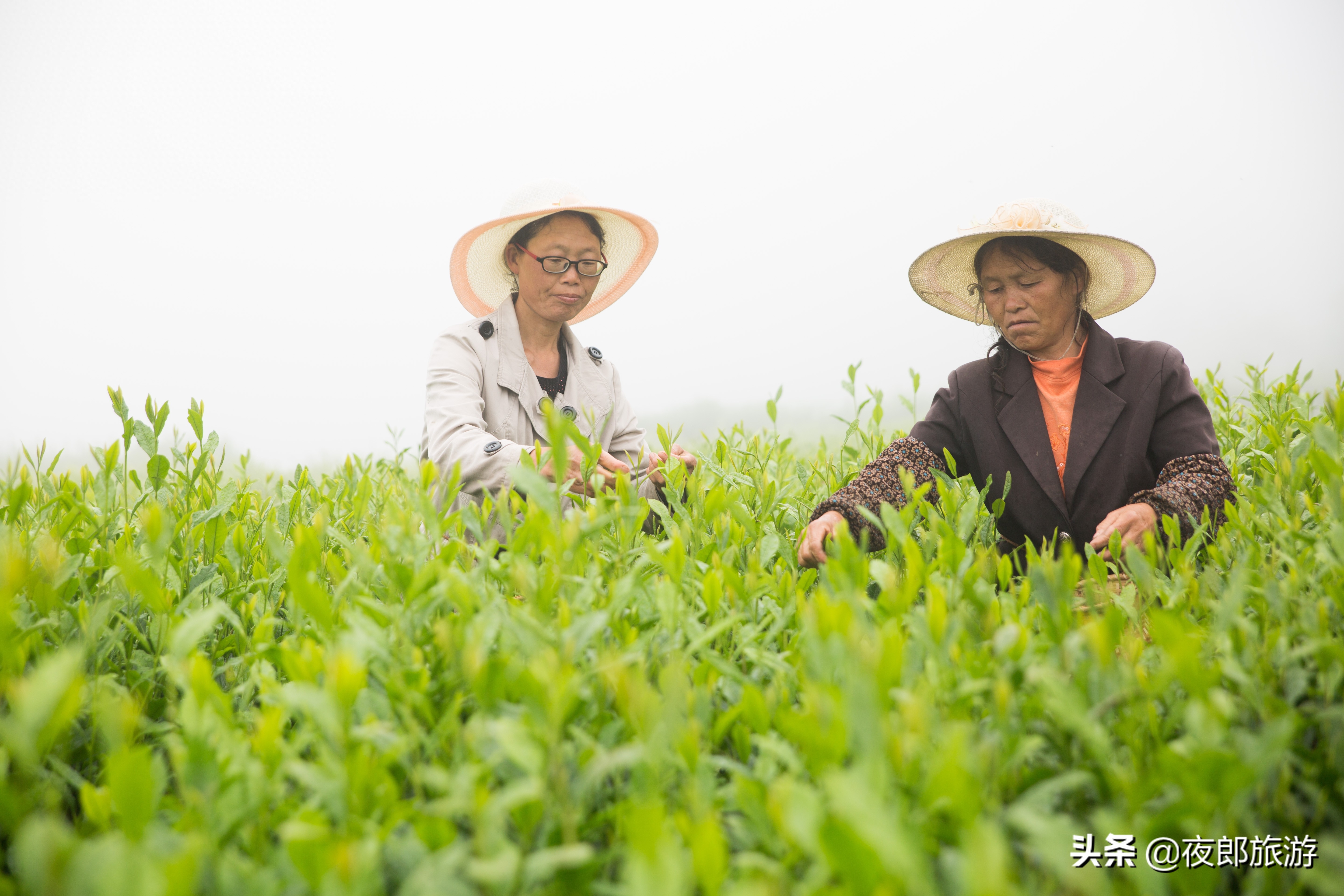 贵州大方：云山雾绕采夏茶