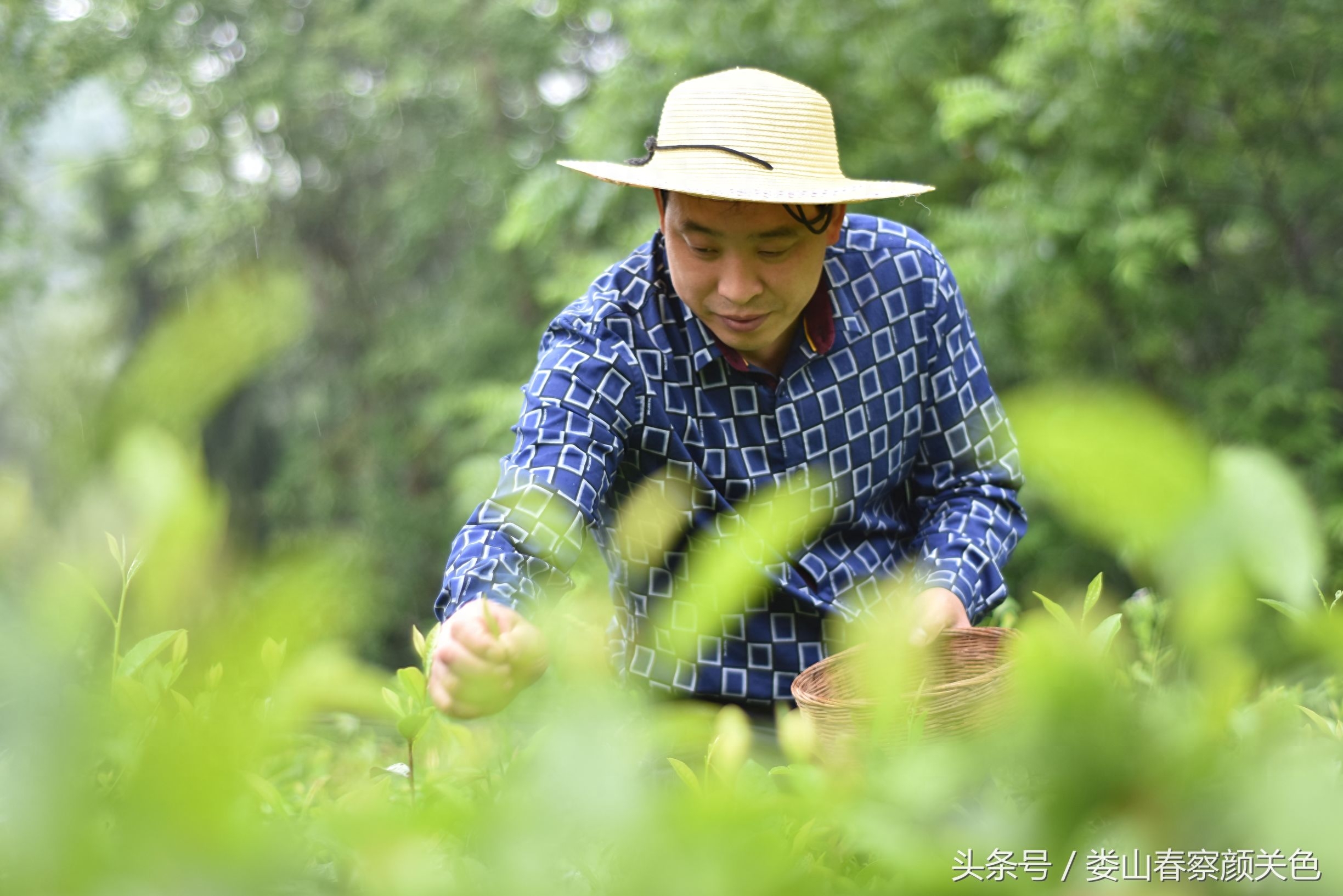 谁说只有贵州的夏茶才有涩味？